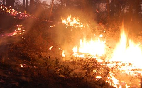 Feu de végétation en forêt de Senlis