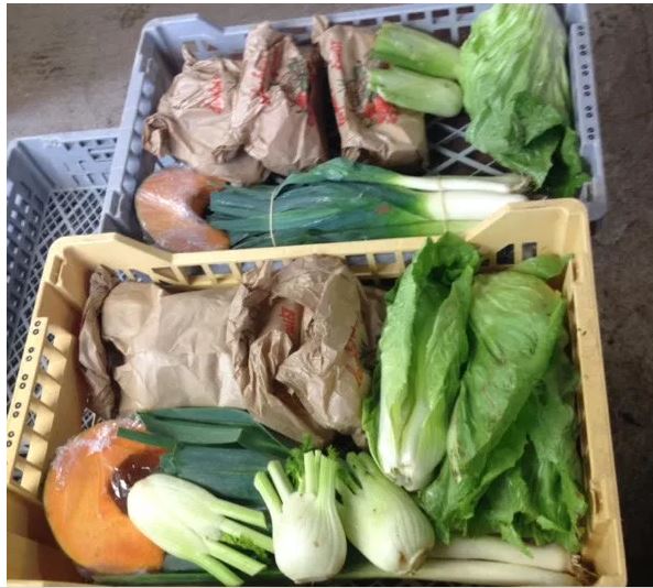 Aux Jardins du Plateau Picard : récupérez votre panier de légumes