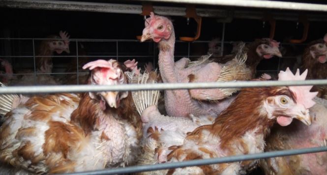 Oise : les bénévoles de l’association de protection animale L214 manifestent contre Marie Blachère