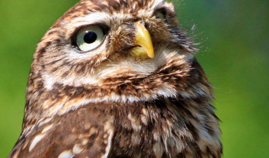 Senlis partez à la découverte de chouettes hiboux et autres rapaces