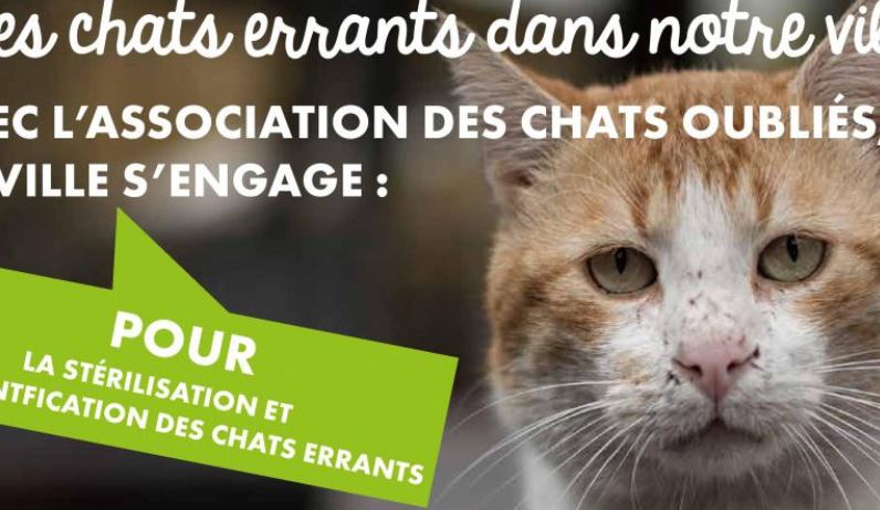 chat oise