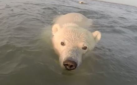 Un ours polaire attiré par une GoPro