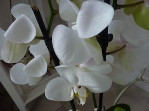 ORCHIDEE-pontpoint)