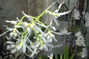 orchidees -moncel-oise
