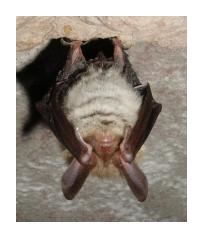 Un cas de rage sur une chauve-souris détecté dans l’Oise