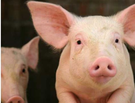 Loueuse : Le préfet de l’Oise autorise la ferme aux 3 000 porcs