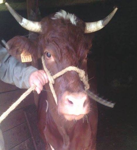 Pas d’abattoir mais le pré à vie pour la vache “Cornette”