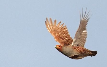 Oise  : ouverture de la chasse le 20 septembre à 9 heures