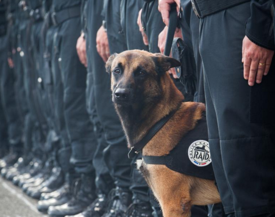 #JeSuisChien : les internautes rendent hommage à la chienne du Raid tuée pendant l’assaut