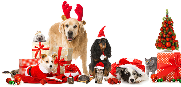 Noël des animaux à la SPA de Beauvais