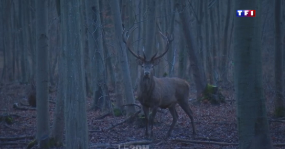 “Les saisons”, un film de Jacques Perrin filmé en partie en forêt de Chantilly