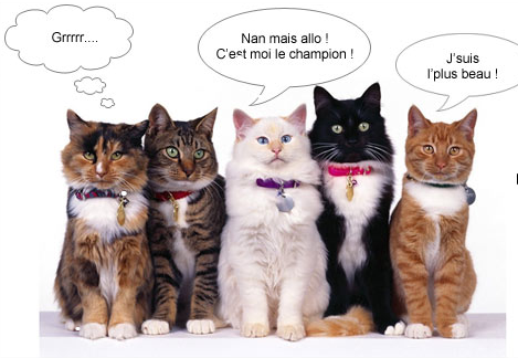 250 chats de races différentes à Verberie