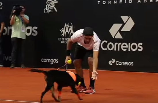 Brésil : des chiens ramasseurs de balles