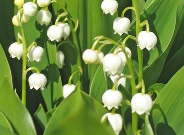 Oise : le muguet se fait rare
