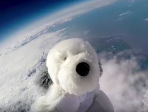 Sam, le chien en peluche porté disparu après un voyage dans l’espace