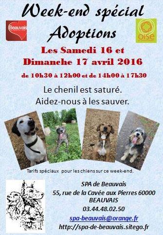 Beauvais : Week-end spécial adoption à la SPA, les 16 et 17 avril 2016