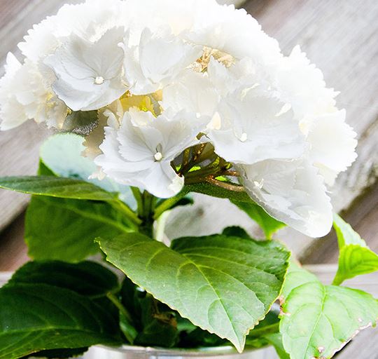 Clermont : Trocs plants et diversité au jardin, ce dimanche 22 mai 2016.