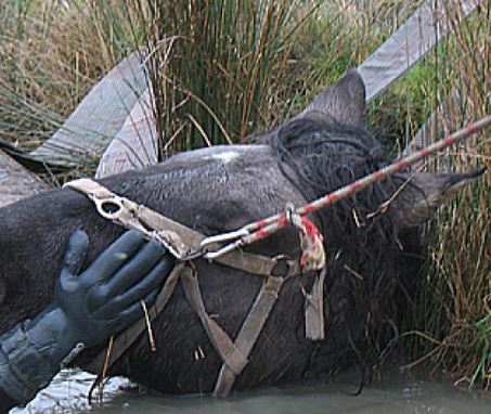 Neufchelles : Les pompiers sauvent un cheval tombé dans un canal