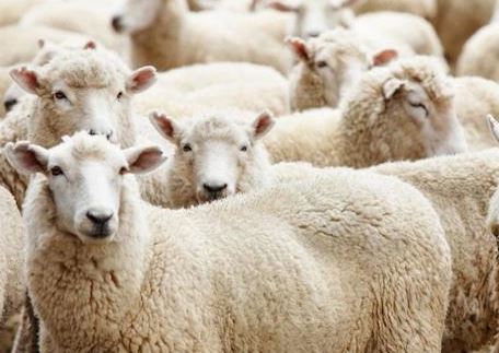 Fête de l’Aïd dans l’Oise: deux abattoirs clandestins découverts à Cauffry et Montataire