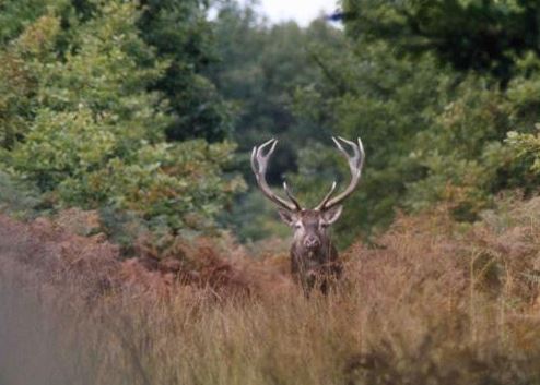 Forêt de Retz : Partez à la rencontre des cerfs