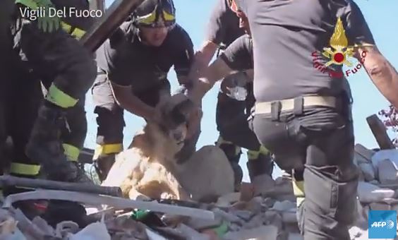 Séisme en Italie : Roméo, le chien miraculé retrouvé