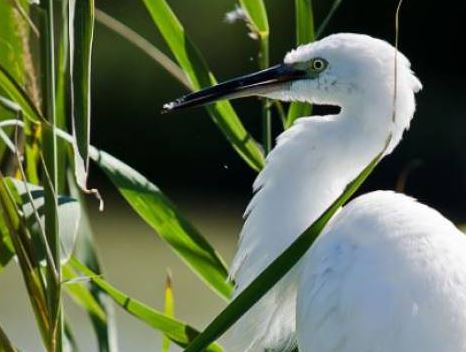 Le Plessis-Brion : venez observer les oiseaux d’eau et les derniers migrateurs