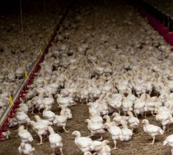 Songeons : pour ou contre la ferme des 176.000 poulets?