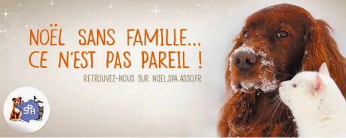 Beauvais : le Noël des animaux à la SPA, c’est ce dimanche 11 décembre