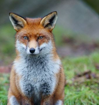Gale sarcoptique à Elincourt-Sainte-Marguerite : l’Office national de la chasse et de la faune sauvage (ONCFS), lance un appel à la prudence