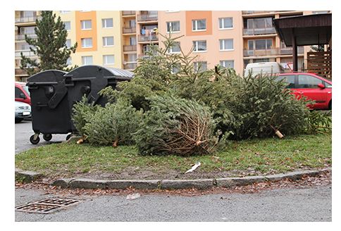 Beauvaisis : opération, valorisons vos sapins de Noël