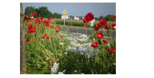 Crépy-en-Valois : Objectif zéro phyto !