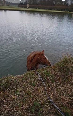 Chantilly: un cheval tombe dans le grand canal du château