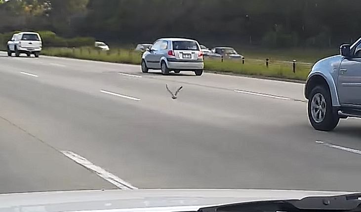 Pigeon vole… à 90 km/h