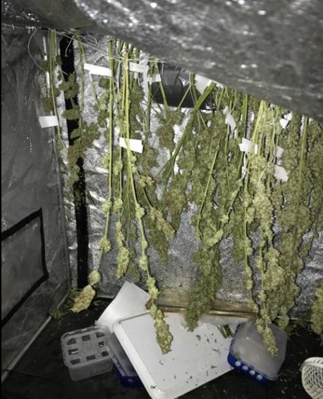 Chantilly : 8 mois de prison dont 4 mois avec sursis pour avoir planté des plans de cannabis