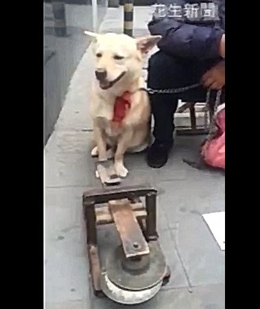 Un chien qui fait du calcul mental!