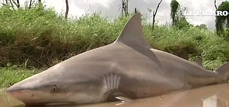 Inondations en Australie : un requin bouledogue retrouvé sur la chaussée