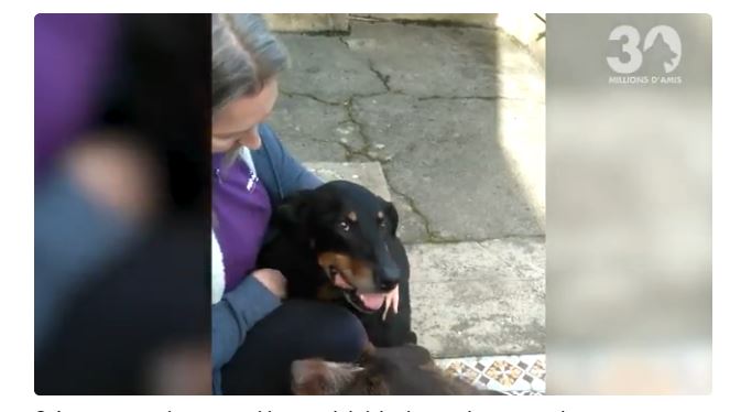 Noailles : la chienne Cathy est aujourd’hui remise de sa frayeur !  (Vidéo)