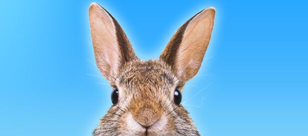 Bresles : un homme condamné pour avoir tiré sur sa tante, il croyait que c’était un lapin