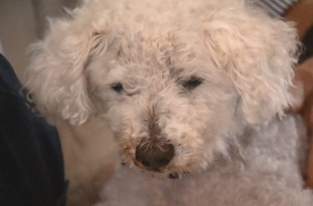 Onze ans après sa disparition, un bichon “Topaze” est retrouvé à 500 km de Dunkerque