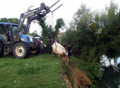 Baboeuf : une vache tombe dans le Canal…