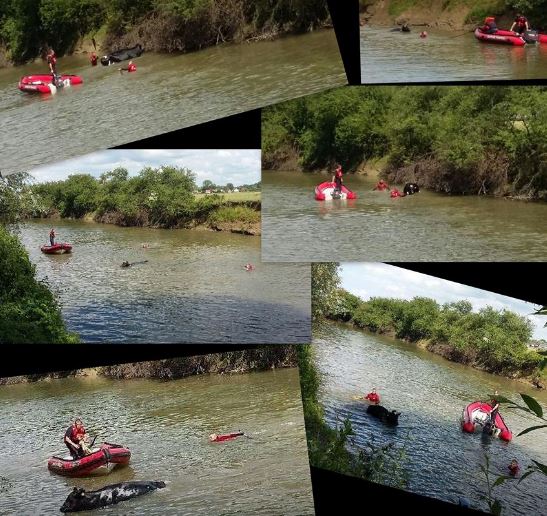 Les sapeurs-pompiers de Noyon repêchent un vache tombée dans l’Oise