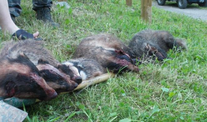 Oise : une pétition circule pour sauver les blaireaux en danger