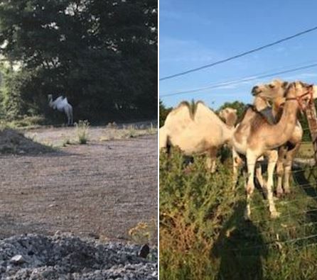 Boran-sur-Oise : quatre chameaux s’évadent du cirque Zavatta