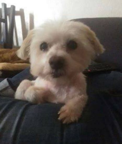 Abandons des animaux dans l’Oise : Vupsy avec sa nouvelle coupe, 13 ans, vous attend !