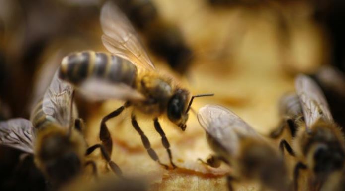 Beaulieu-les-Fontaines fête les abeilles, le dimanche 20 août