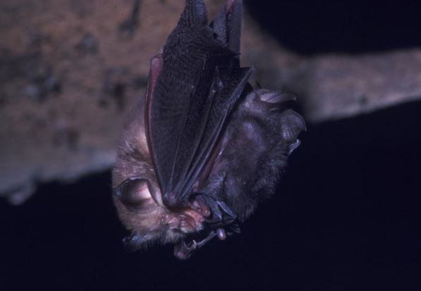 Nuit de la Chauve-souris : Sortie nocturne au Mont Calipet