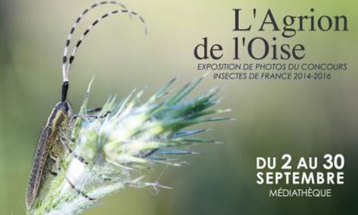 Nogent-Sur-Oise : Le rôle des insectes en ville zéro phyto, c’est possible