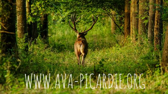 Rassemblement contre la chasse à courre, le 28 octobre à Saint-Jean-aux-Bois,