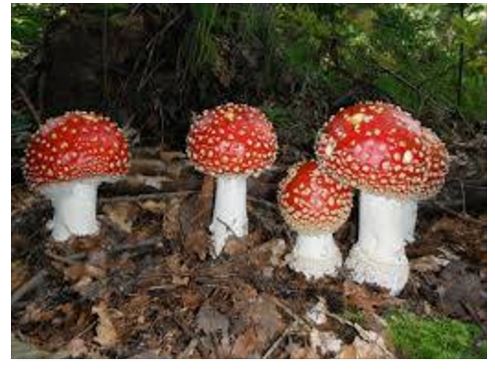 Cueillette des champignons : la préfecture de l’Oise tire la sonnette d’alarme