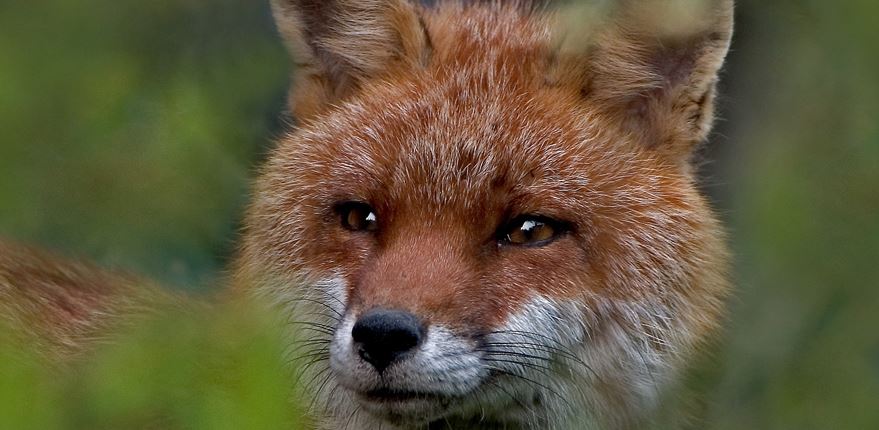 Un renard capturé à Compiègne sera suivi par GPS pendant six mois dans l’Oise